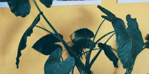 Beitragsbild des Blogbeitrags Tinder für Zimmerpflanzen - Unsere neue Alocasia Macrorrhizos 