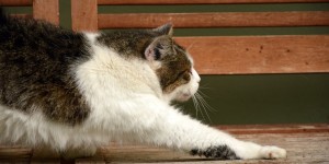 Beitragsbild des Blogbeitrags 1 x 1 der Tierfotografie