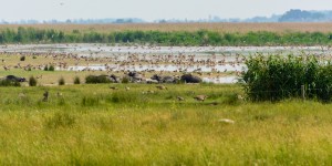 Beitragsbild des Blogbeitrags Ausflugsziel Nationalpark Neusiedlersee-Seewinkel