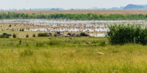 Beitragsbild des Blogbeitrags Ausflugsziel Nationalpark Neusiedlersee-Seewinkel 