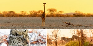 Beitragsbild des Blogbeitrags Packliste Safari- clever packen für Namibia & Botswana 
