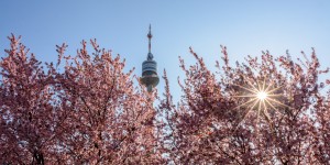 Beitragsbild des Blogbeitrags Kirschblüte in Wien- die 5 besten Orte für Frühlingsgefühle