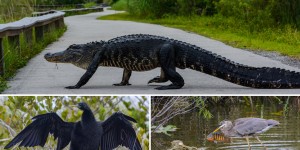 Beitragsbild des Blogbeitrags Der Everglades Nationalpark in Florida