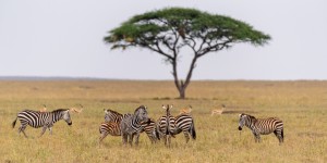 Beitragsbild des Blogbeitrags Die schönsten Nationalparks in Tansanias Norden 