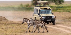 Beitragsbild des Blogbeitrags Meine persönlichen Tipps für eine Safari in Tansania 