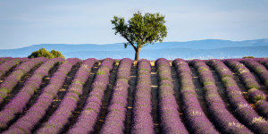 Beitragsbild des Blogbeitrags Lavendelblüte in der Provence fotografieren 