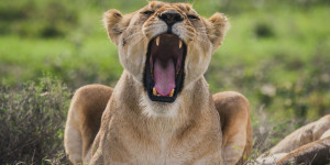 Beitragsbild des Blogbeitrags 100 atemberaubende Tansania Bilder