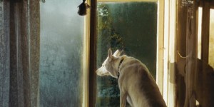 Beitragsbild des Blogbeitrags Tonträger des Monats November / international