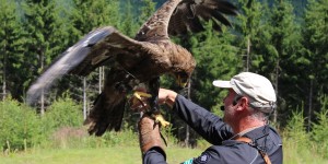 Beitragsbild des Blogbeitrags 270 Alpentiere auf 1.100m Seehöhe – Ausflugstipp Wilder Berg Mautern 