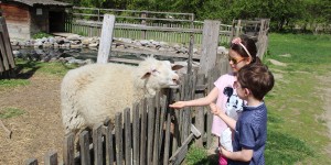 Beitragsbild des Blogbeitrags Wientipp für Familien! Farmtiere und ein Tipi Zelt - Die Vienna Kids Farm 