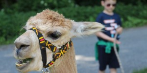 Beitragsbild des Blogbeitrags Familientipp - Lama Wanderung! Mein Glücksmoment trotz Tierphobie