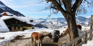Beitragsbild des Blogbeitrags Genießen, Kraft tanken, aktiv sein – Naturhotel Gut Berg St. Johann 