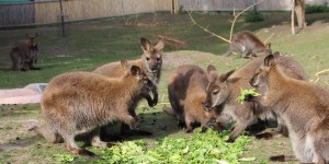 Beitragsbild des Blogbeitrags Die Kängurufarm in Harzberg – Ausflugstipp Wien Umgebung