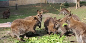 Beitragsbild des Blogbeitrags Die Kängurufarm in Harzberg – Ausflugstipp Wien Umgebung 