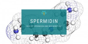 Beitragsbild des Blogbeitrags Spermidin und Wirkung der Autophagie – Die besten Nahrungsmittel