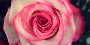 Beitragsbild des Blogbeitrags Rosie
