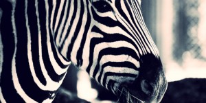 Beitragsbild des Blogbeitrags Zebra Love