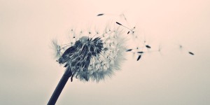 Beitragsbild des Blogbeitrags Blowball in the wind
