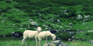 Beitragsbild des Blogbeitrags Say hello to my wooly friends 