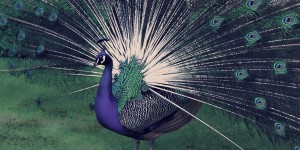 Beitragsbild des Blogbeitrags Peafowl power