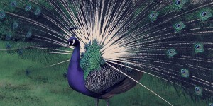 Beitragsbild des Blogbeitrags Peafowl power 