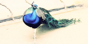 Beitragsbild des Blogbeitrags Elegant bird