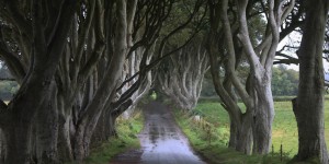 Beitragsbild des Blogbeitrags Dark hedges 