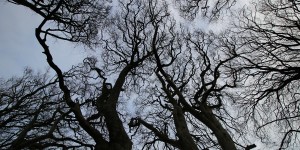 Beitragsbild des Blogbeitrags Trees in the sky 