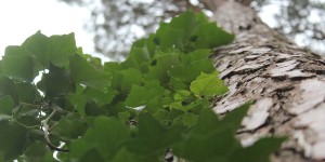 Beitragsbild des Blogbeitrags Tree close-up 