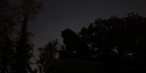 Beitragsbild des Blogbeitrags The Lion King by night