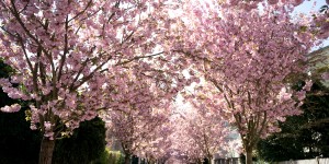 Beitragsbild des Blogbeitrags Cherry blossoms