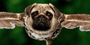 Beitragsbild des Blogbeitrags Selten so gelacht
