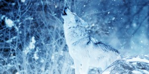 Beitragsbild des Blogbeitrags Heul den Wolfsmond an 