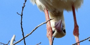 Beitragsbild des Blogbeitrags Zum Kuckuck