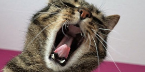 Beitragsbild des Blogbeitrags Sie hasst Smalltalk!