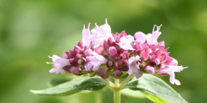 Beitragsbild des Blogbeitrags Oregano viel mehr als ein Gewürz