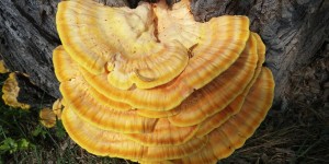 Beitragsbild des Blogbeitrags Reishi – ein Vitalpilz mit Superkräften 