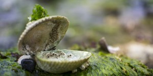 Beitragsbild des Blogbeitrags Lava Shells für den gesunden Rücken