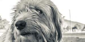 Beitragsbild des Blogbeitrags Tierhaarallergie mit Naturheilkunde behandeln