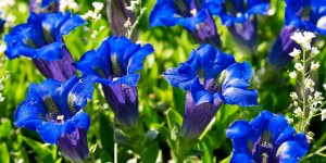 Beitragsbild des Blogbeitrags Schwedenkräuter – Rezepte, Wirkung und mehr