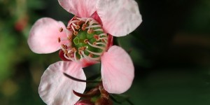 Beitragsbild des Blogbeitrags Teebaumöl – ein Alleskönner aus der Natur 