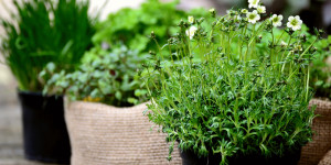 Beitragsbild des Blogbeitrags Schafgarbe, Spitzwegerich und Ringelblume – Heilpflanzen aus … 