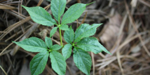 Beitragsbild des Blogbeitrags Taigawurzel (sibirischer Ginseng) – wie sie wirkt und wofür sie gut ist 