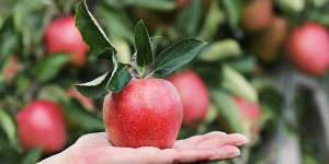 Beitragsbild des Blogbeitrags Welche Vitamine du für deine Gesundheit brauchst