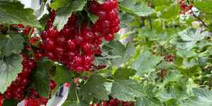 Beitragsbild des Blogbeitrags Süß-saure Superfrüchtchen: Ribiseln 