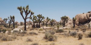Beitragsbild des Blogbeitrags TRAVEL: JOSHUA TREE NATIONAL PARK, CA