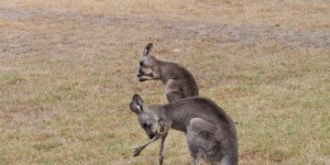 Beitragsbild des Blogbeitrags BLUE MOUNTAINS – ONE&ONLY RESORT WOLGAN VALLEY
