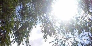 Beitragsbild des Blogbeitrags Sommer, du Schurke