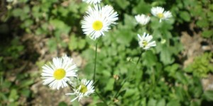 Beitragsbild des Blogbeitrags Hochsensible Haut