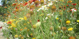 Beitragsbild des Blogbeitrags Hausbewohnerin, inkl. Garten